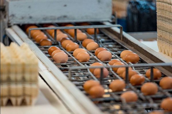 ФАС перед Пасхой  напомнила участникам рынка куриных яиц о запрете  повышать цены